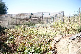 Pequena estufa de Iyimati em Hakahana.
