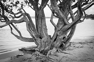 Árvore tipica da região