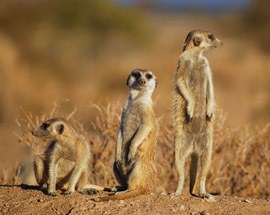 Meerkat Namibia