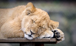 Wie uns Nichtstun vor Müdigkeit bewahren kann &copy; © CC flickr/ Eric Kilby Wie uns Nichtstun vor Müdigkeit bewahren kann