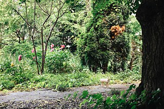 Friederike Daumiller, The Tea Garden