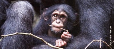 Schimpansen aus dem Taï-Nationalpark in der Elfenbeinküste