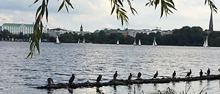 Au bord de l'Alster