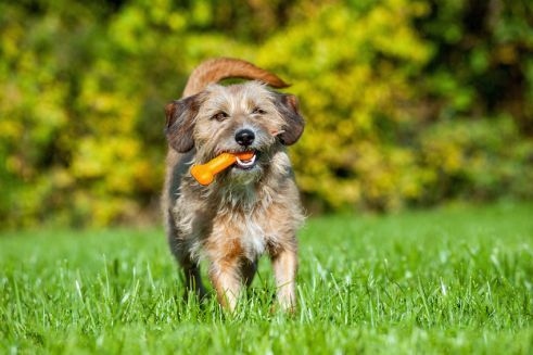 Platz 1 – Mischling