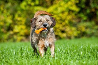 Platz 1 – Mischling