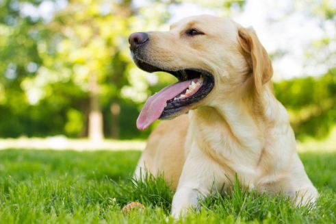 Platz 2 – Labrador