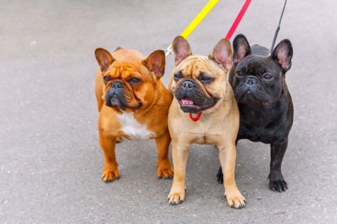 Platz 3 – Französische Bulldogge