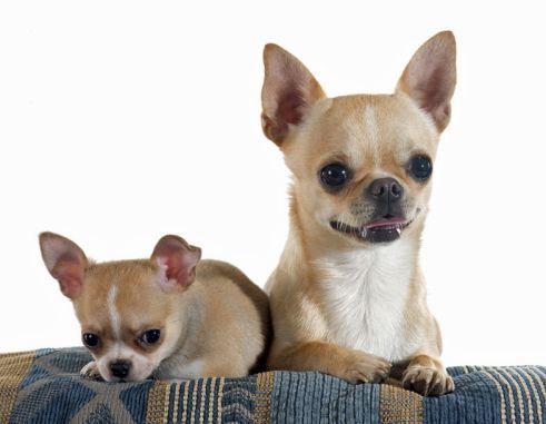 Platz 4 – Chihuahua