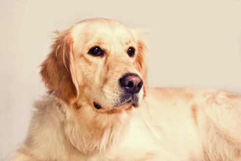 Platz 5 – Golden Retriever