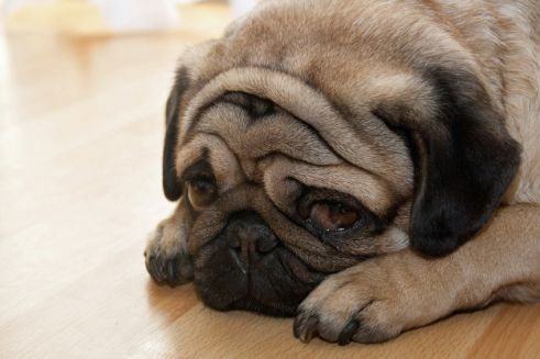 Platz 6 – Mops