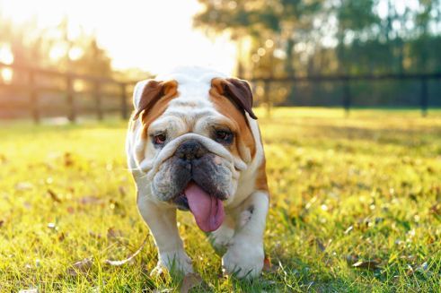 Platz 7 – Englische Bulldogge