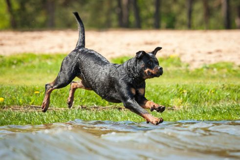 Platz 8 – Rottweiler