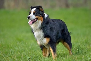 Platz 9 – Australian Shepherd