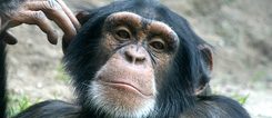 Am Ende sind wir, was wir sind. Schimpanse im Leipziger Zoo. 