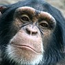 Am Ende sind wir, was wir sind. Schimpanse im Leipziger Zoo. 