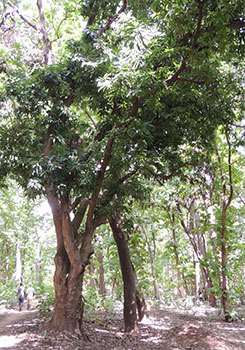 Mangobaum in Naboulgou