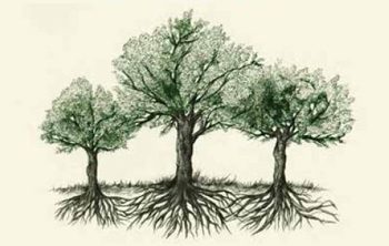 The Hidden Life of Trees © Illustration: Briana Garelli