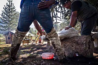 Los pehuenches. Un chivo es sacrificado para realizar un asado. La sangre se recoge para hacer ñachi, una comida preparada con la sangre fresca de animal. Posteriormente, su piel servirá para fabricar polainas de cuero como las del hombre en primer plano. Nada se desperdicia. 