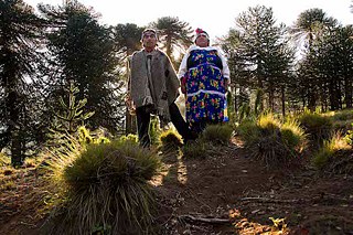 Los pehuenches. Juan y Carmen posan con sus trajes típicos en medio de los bosques de araucarias.