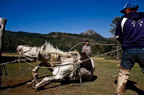 Los pehuenches. Luchando por su libertad, un caballo salvaje cae al suelo mientras intentan domarlo. Aún no tiene nombre, ya que solo lo recibe cuando es completamente obediente. 