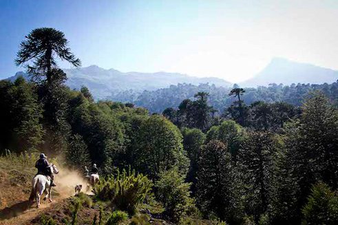 Los pehuenches. Jinetes pehuenches emprenden camino a las montañas en búsqueda de su ganado, cruzando por densos bosques de araucarias y lengas. 
