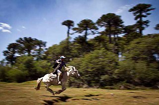Los pehuenches. Esteban, uno de los yernos de Juan, galopa por los prados en una demostración de sus habilidades como jinete. 