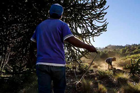 Los pehuenches. Un trozo de madera es amarrado a la punta de un cordel. Esteban, con todas sus fuerzas, lo lanzará sobre las araucarias y tirará de él para que las piñas caigan al suelo. Una vez ahí, Wenuche las recogerá velozmente. 