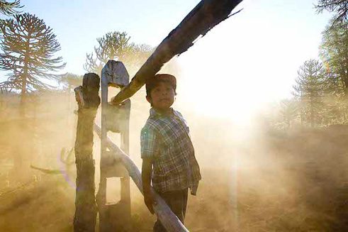 Los pehuenches. Wenuche sostiene uno de los troncos que hace las funciones de cerca para separar el bosque de las rucas de los pehuenches. 