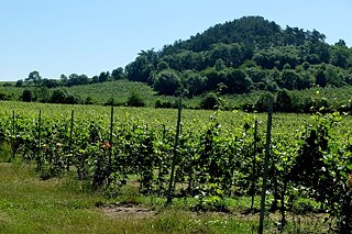 Schlossweingut Třebívlice