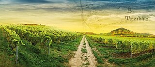 Schlossweingut Třebívlice