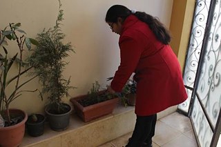 تقلم أوليفيا أوراق نبات الروزماري الخاص بمشروعها العلمي، اختارته لأن له سعر عال في السوق فمن المضمون ربحه.