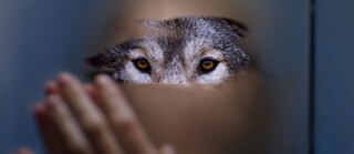 Ciclo de cine alemán