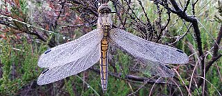 Magie der Moore - Planet in Focus, Toronto 2016