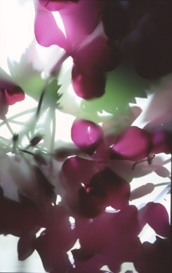 From the series flora domestica (c) Tim Otto Roth