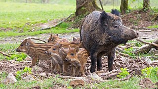 Die Afrikanische Schweinepest wird vor allem durch Wildschweinen verbreitet
