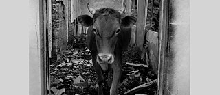 Wohin? 21 Fragen zu Flucht und Migration