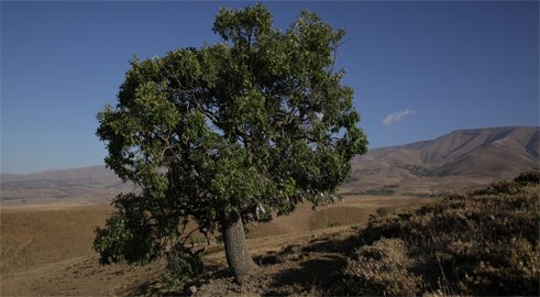 The Eagle's Tree (Dara Quertalî, 2015) von Gülnaz Bingöl