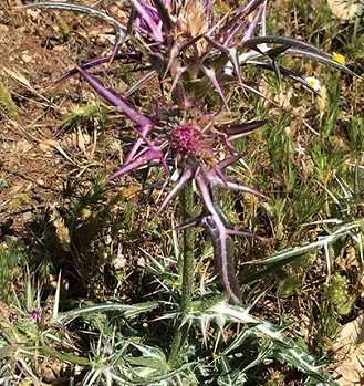 Schönheit der Natur: Filigrane Distelgewächse, Büsche und kleine Blumen zieren den kargen Wüstenboden und bieten auch Marienkäfern eine Heimat. Die Zivilisationsreste aus Plastik und Metall bedrohen ihren Lebensraum. 