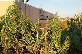 Střešní zahrada na budově University of the District of Columbia. Foto (CC BY-SA): Erik Assadourian