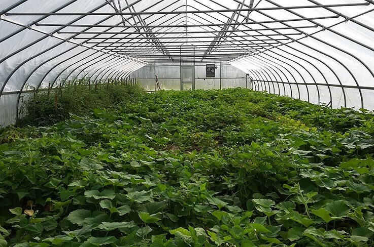 Skleník „Hoop house“ na univerzitní farmě Firebird.