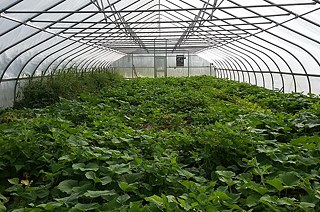 Skleník „Hoop house“ na univerzitní farmě Firebird.