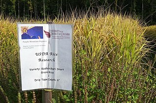 Auf der Firebird Farm wächst Koshihikari-Reis.