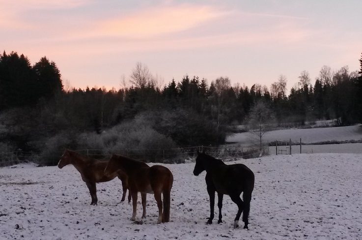 Pferde bei der Stadt Regen (Ortsteil Schweinhütt)