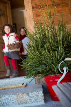 Les arbres de Treezmas font partie de la famille pour quelques semaines ; après, ils seront accueillis dans une nouvelle maison