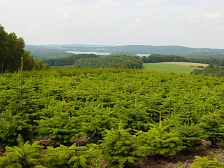 Les Nordmann se régénèrent environ trois ans avant de se faire adopter par une nouvelle famille pour les fêtes de Noël