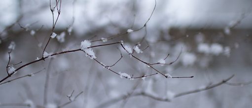 Zweig mit Schnee