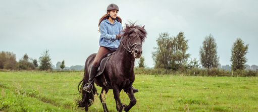 الحصان هوردر 