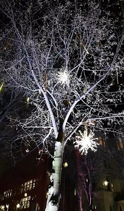 Die Bäume auf der Potsdamer Straße sind mit Lichtern geschmückt.