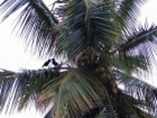 crows on palm