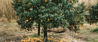 PfE0482-IT-270110: Orange Grove, Rosarno, Italy 2010, di Eva Leitolf © Eva Leitolf